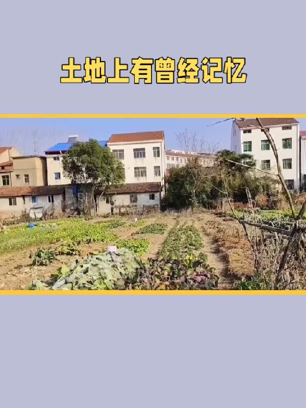 至强兵锋林放全文阅读